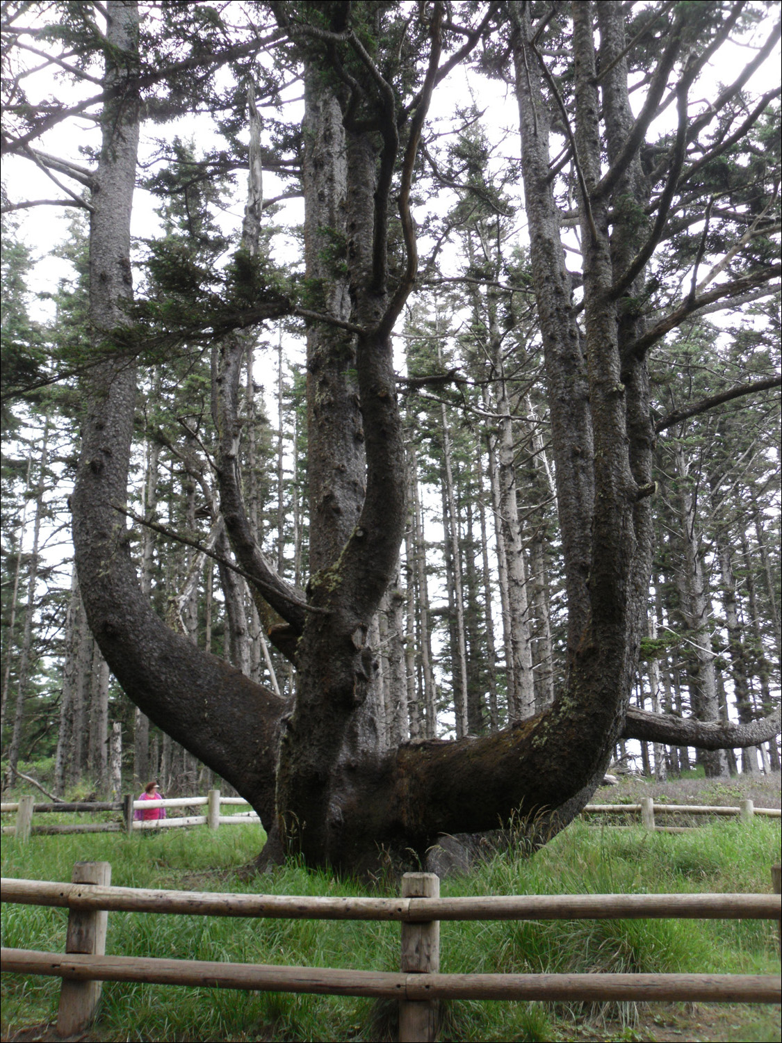 Tillamook, OR- Photos taken @Cape Mears State Park~ Octopus tree